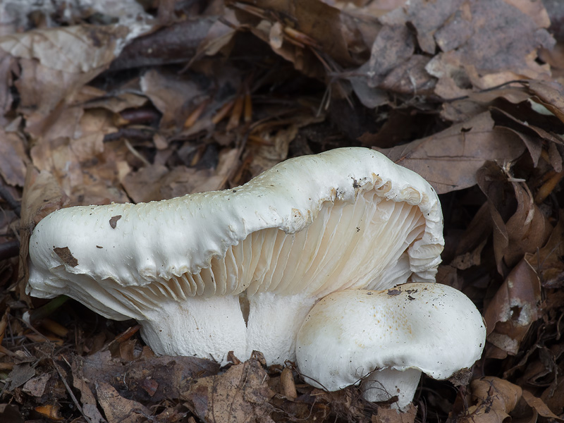 Hygrophorus penarius